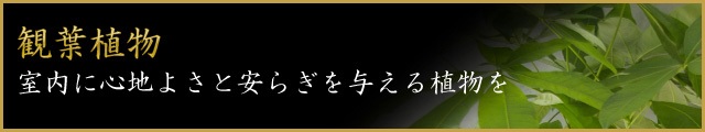 観葉植物 室内に心地よさと安らぎを与える植物を
